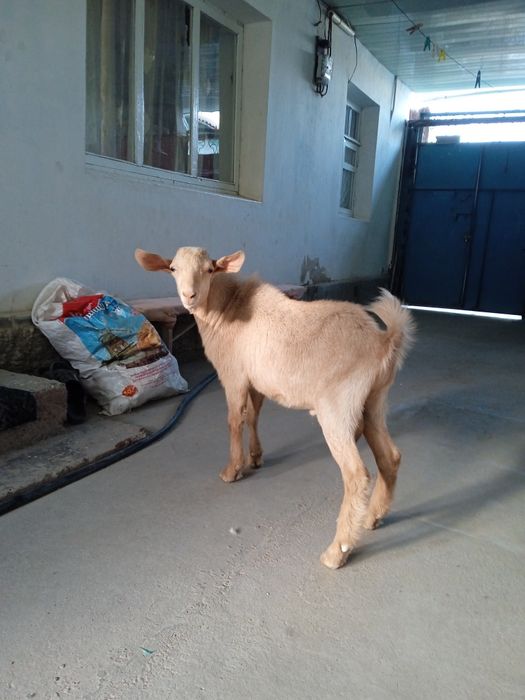 Остался один козлик молочной зааненской породы