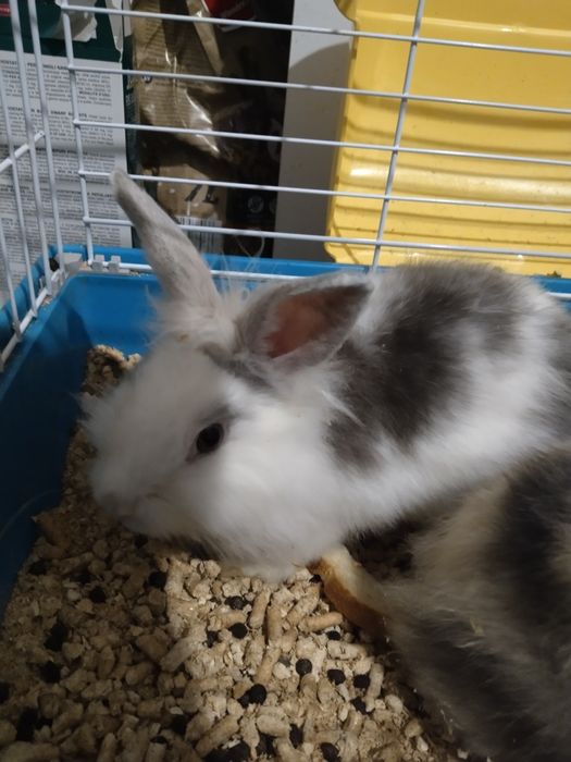 Vând iepuri pitici 4/5 luni cu cușcă  Urgent!!