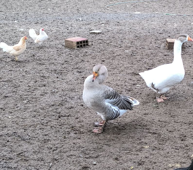 Селски гъски и декоративни кокошки и петлета