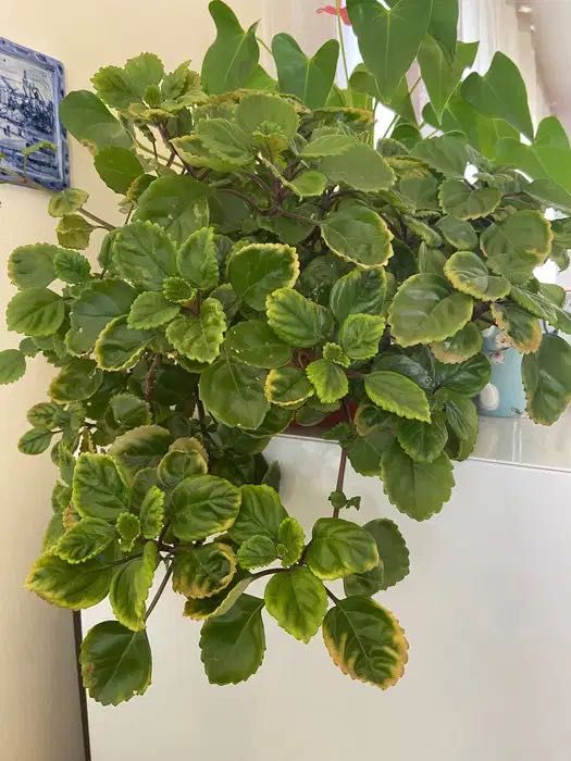 Голямо висящо растиние