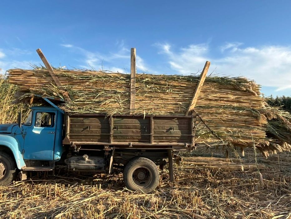 Қамыс бар бауланған.