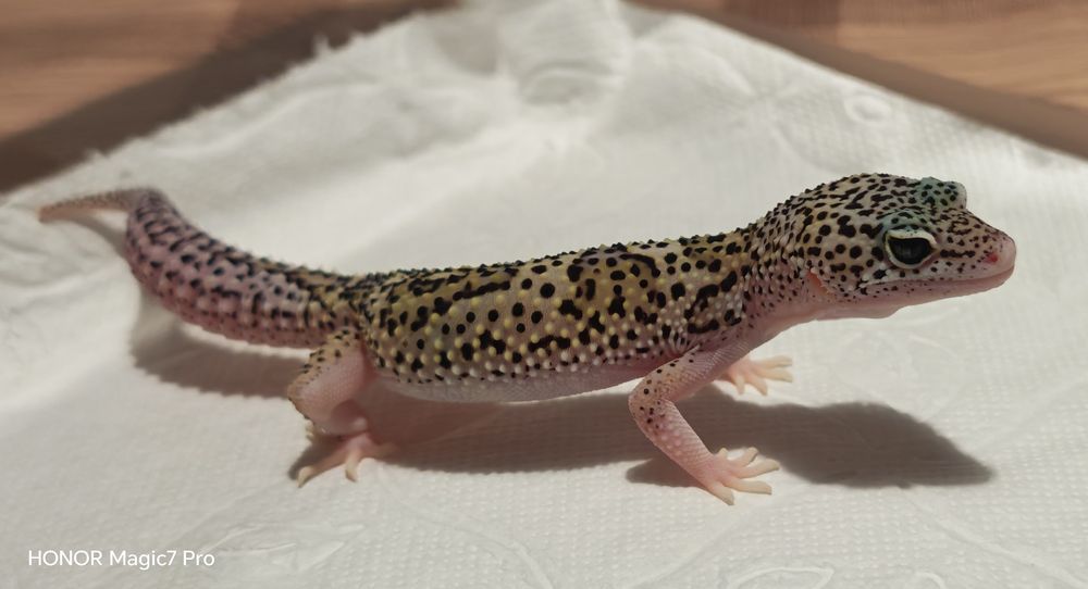 Леопардов гекон (Eublepharis macularius)