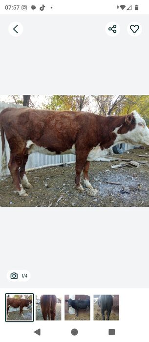 Продам  двух коров цена за двоих 950000