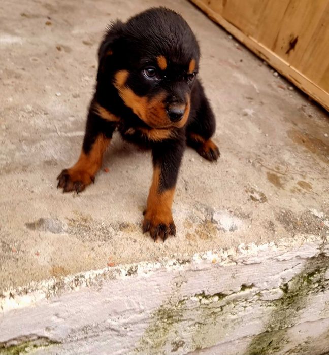 Ротвайлер мъжко 2м