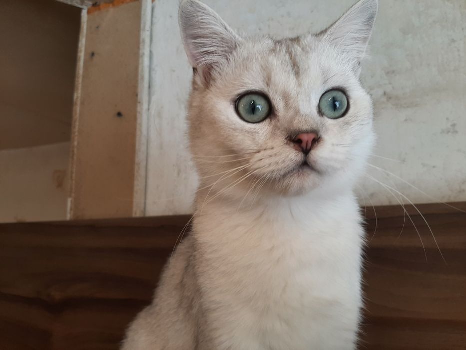 Котята британцы редкого  окраса серебристая шиншилла.