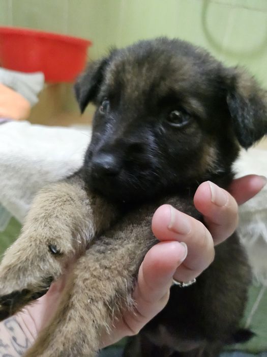 Щенок в добрые руки (даром)