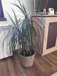 Dracaena, marginata, Fragans, etc.