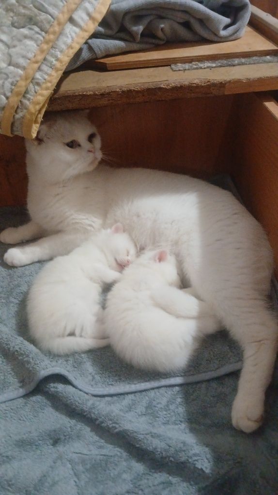 кошечку шотландскую скотиш страйк можно ставить резерв