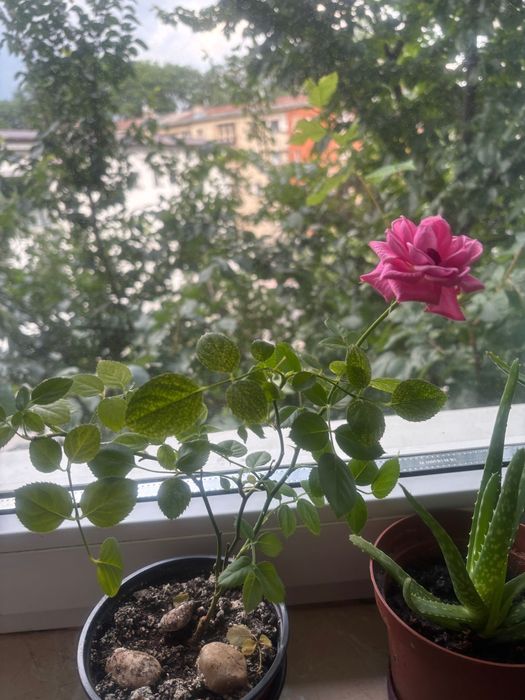 Flori la ghiveci diverse
