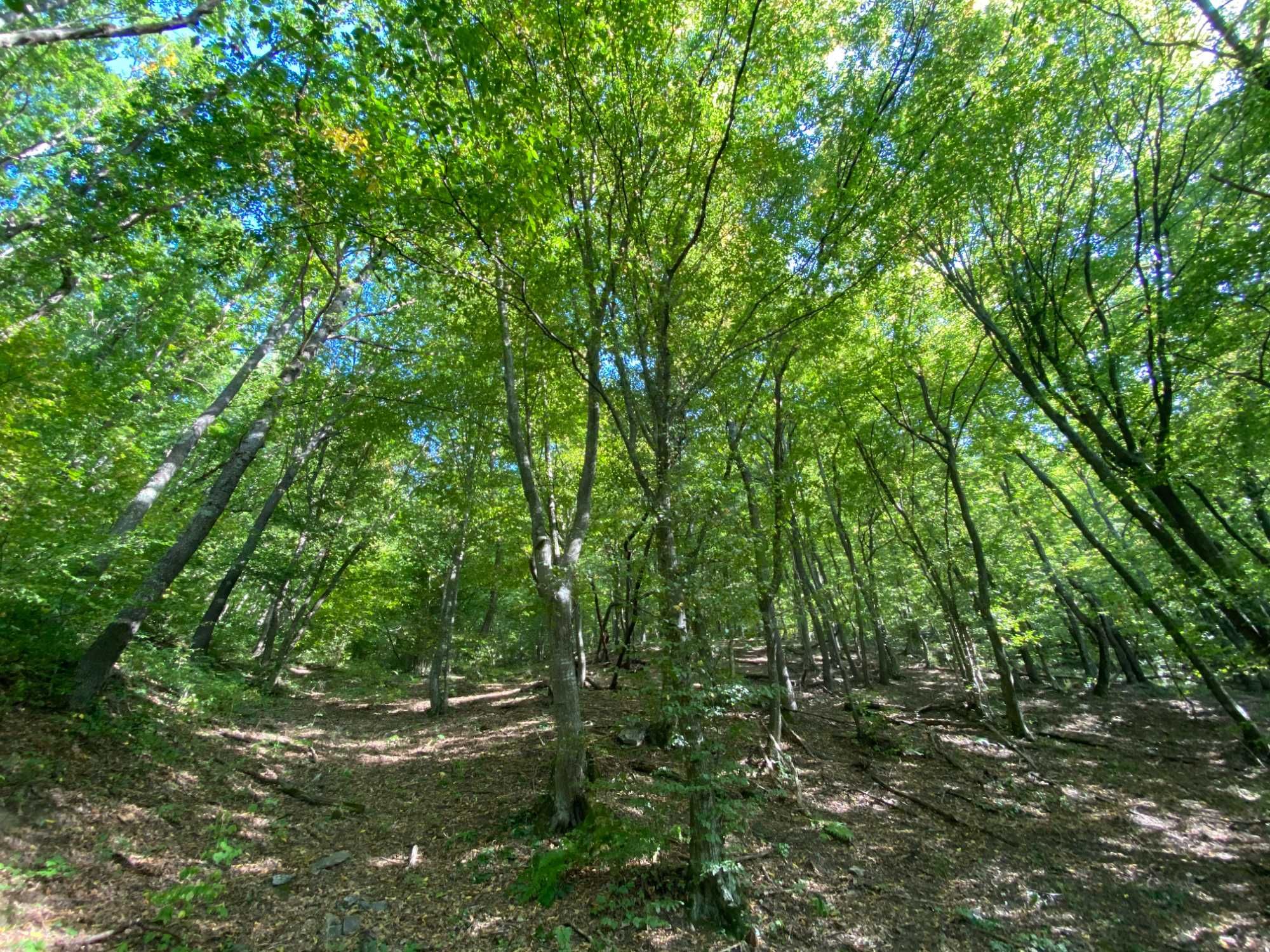 Vând 43 ha de pădure mixtă (stejar și fag) - Transilvania, jud. Cluj