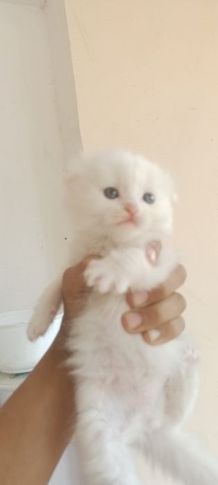 Mushuk sotiladi chiroyli o'yinqaroq 40 kunlik