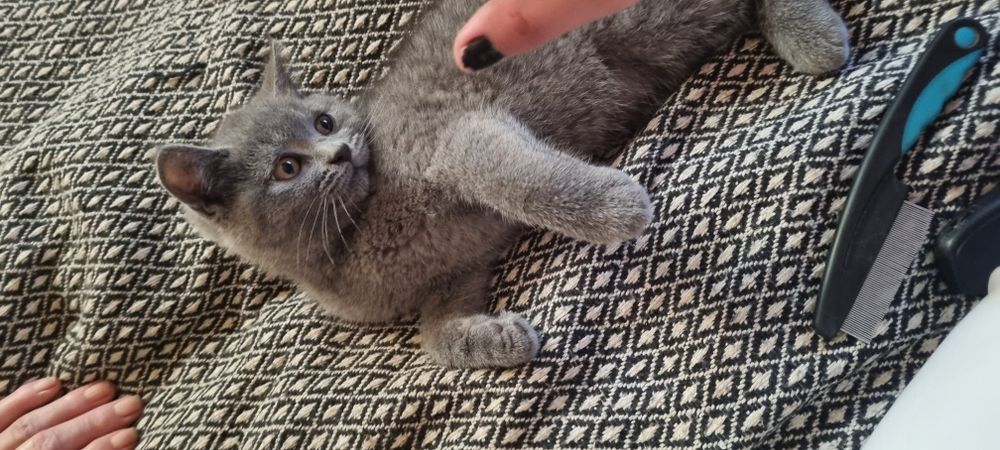 British shorthair