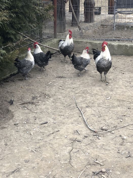 Vand familii,gaini rasa:Brakel lemon,Wiandotte argintiu,La Bresse