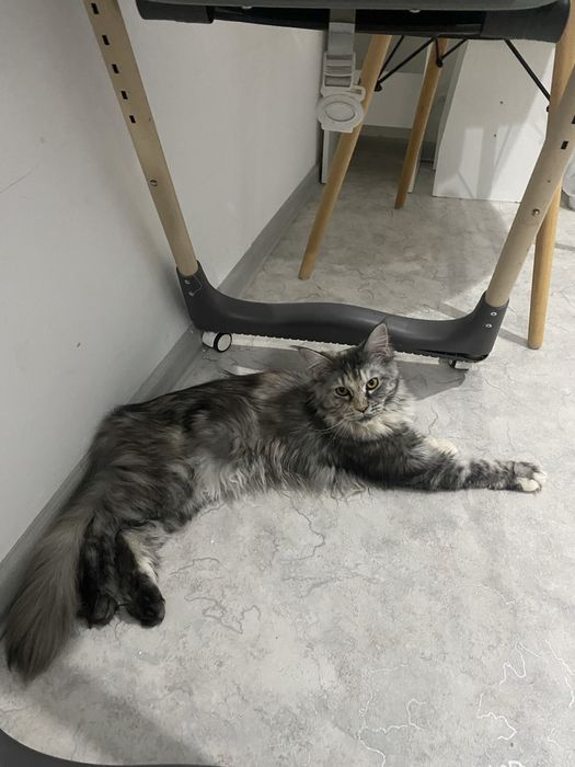 Кошка Мейн кун для вязки для продолжение рода