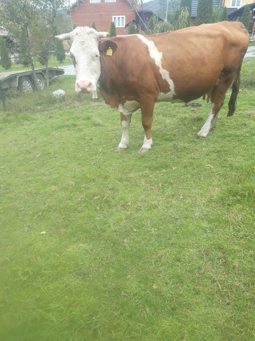 Vacă de 8 ani gestantă