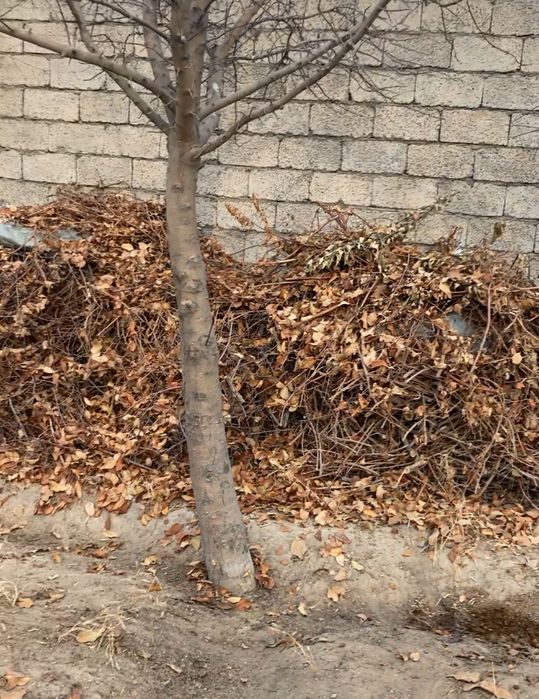 Отын бар тегін Түркістан қаласы хлопзавод