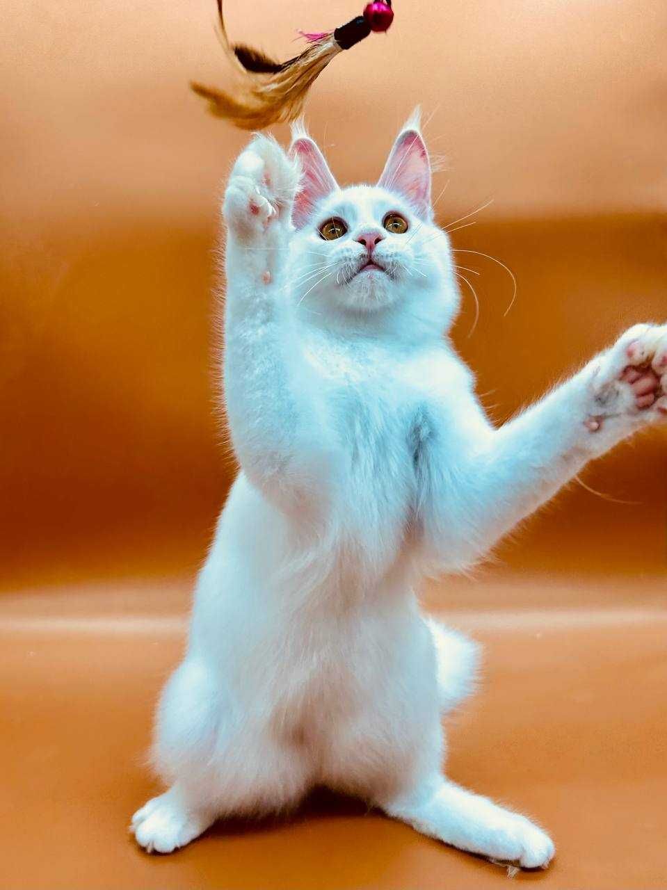 Pisica Femela Maine Coon cu pedigree (WCF AUTORIZATA) Livrarea