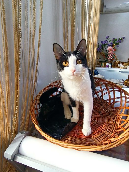 Кошечка, 10 месяцев, стерилизация в подарок