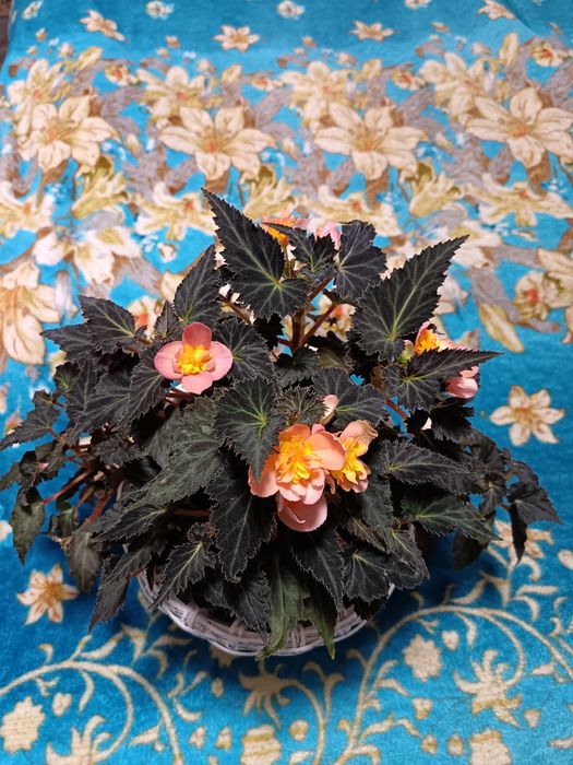 Цветущая бегония