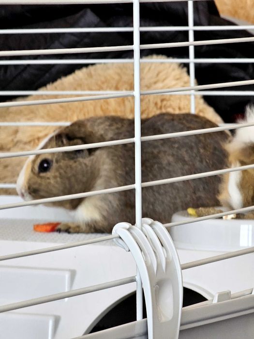 Подарява морско свинче