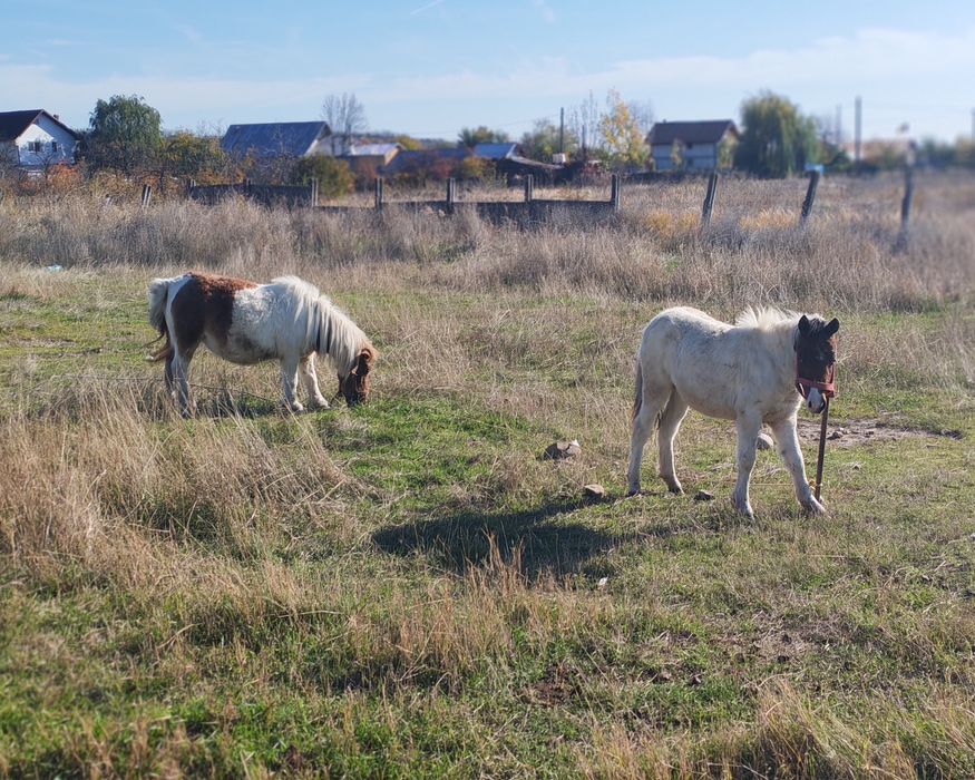 Mânză de poneita de vânzare !!!