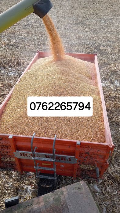 Porumb de vânzare vrac și ambalat în saci