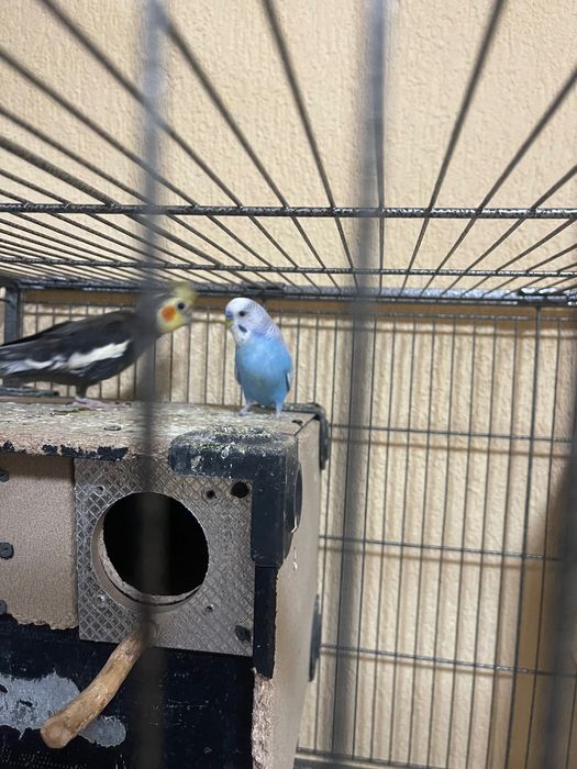 Cusca de papagali+papagalii