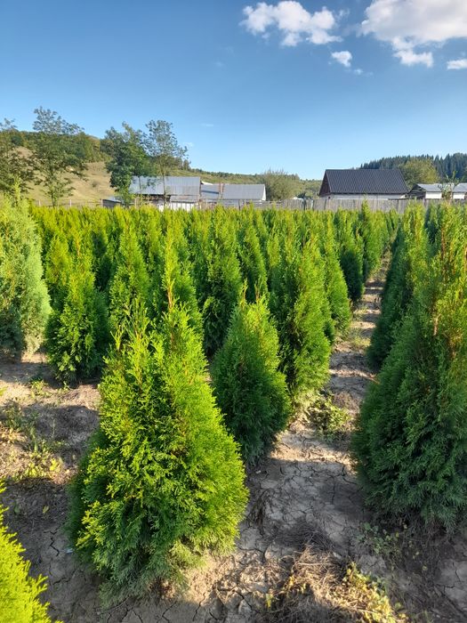 Tuia columnaris,smaragd