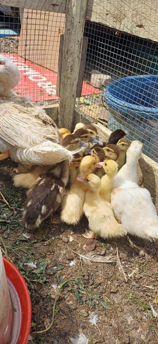 Vand rațisioare mute cu mama lor