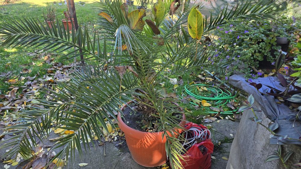 Palmieri diferite marimi