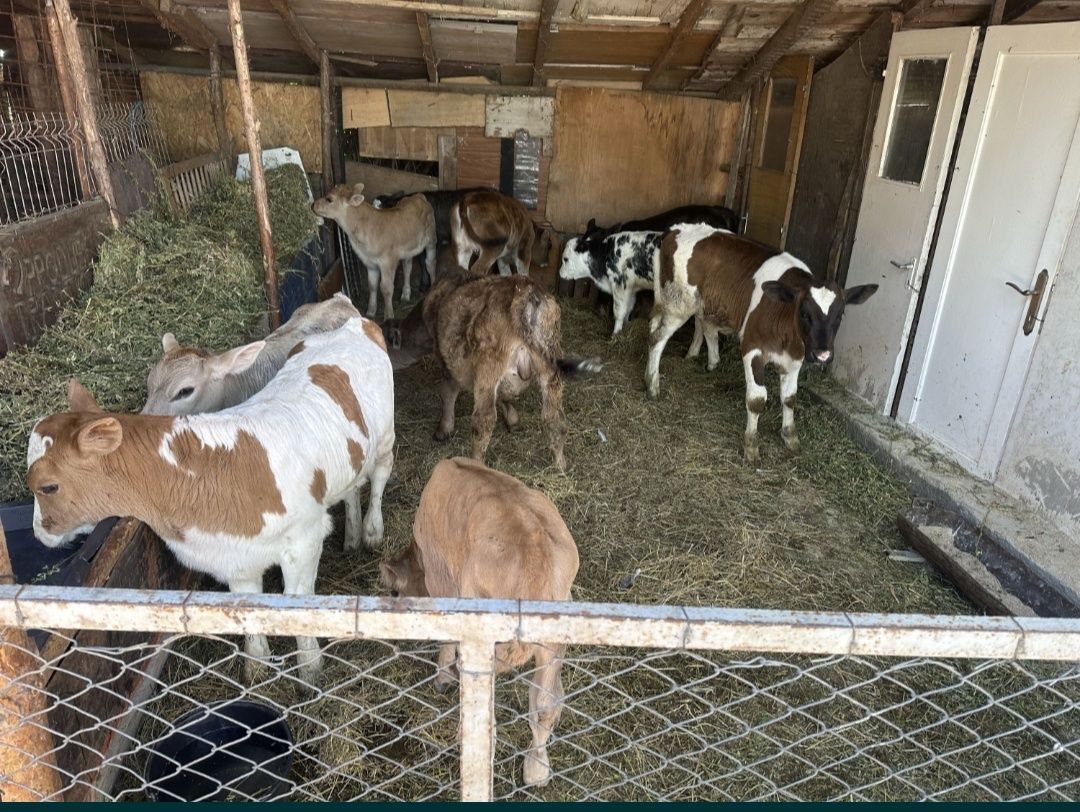 Vând viței de rasă albastru belgian de carne