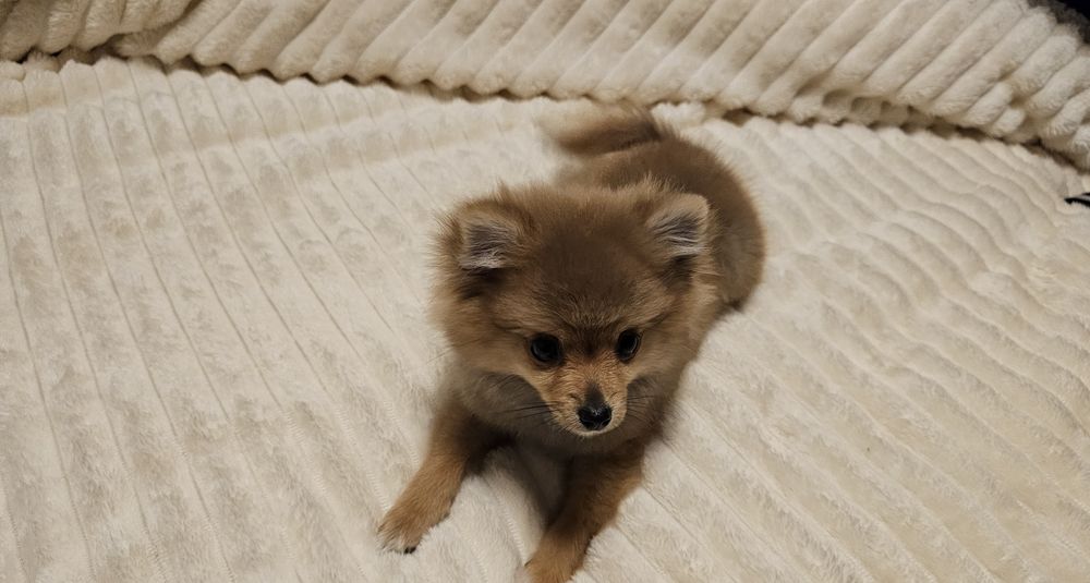 Pomeranian  miny