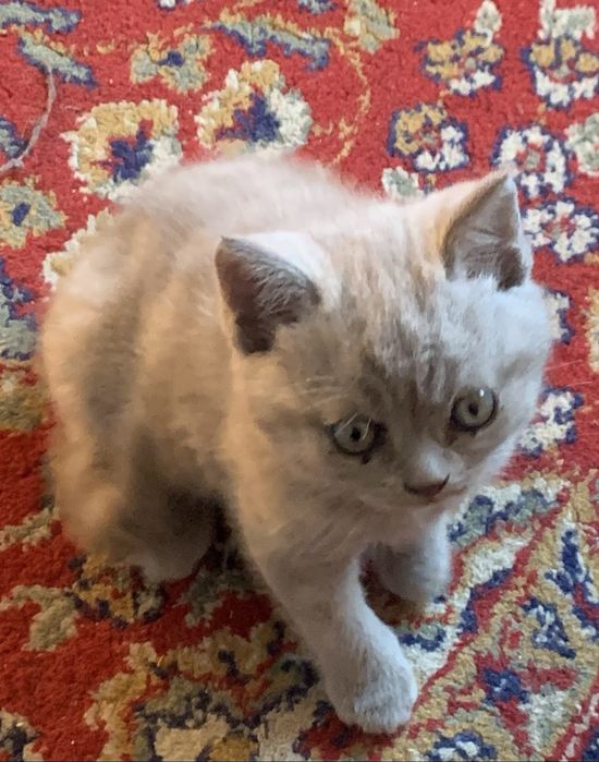 Шотландски клепоухи котенца