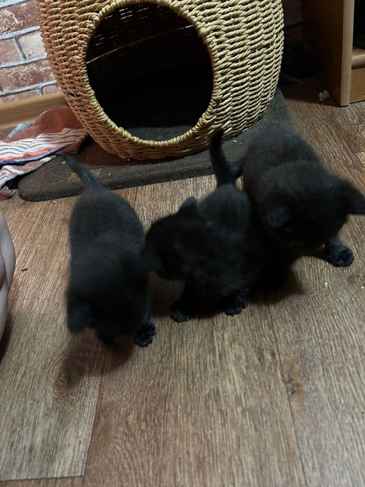 Отдам котят срочно