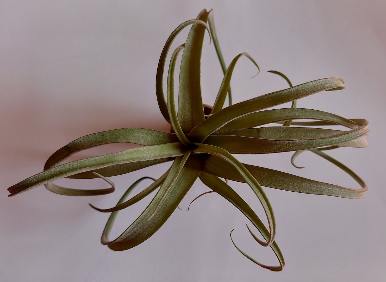 Tillandsia mărime XL curly slim, super silver, ionantha, caput medusae