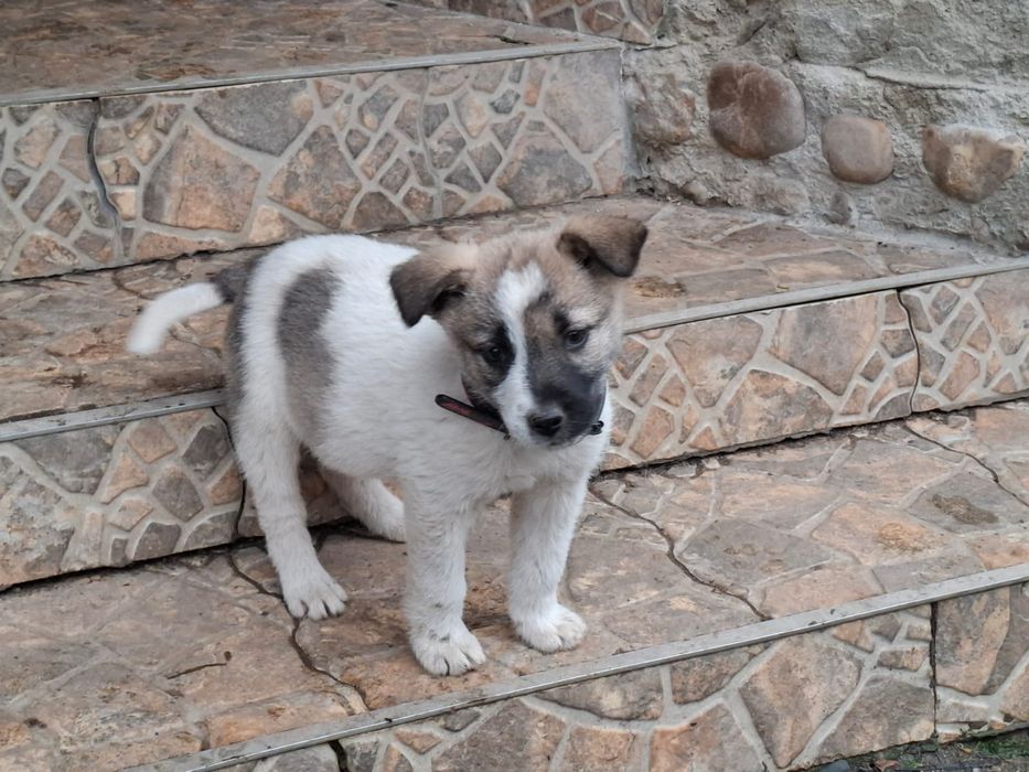 Adopție cățeluşă abandonată