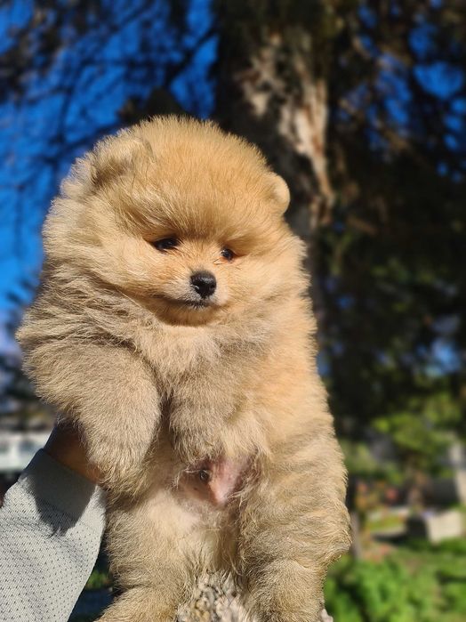 Померан померан.