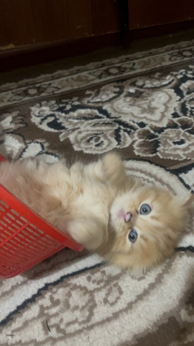 чистокровные шотландцы