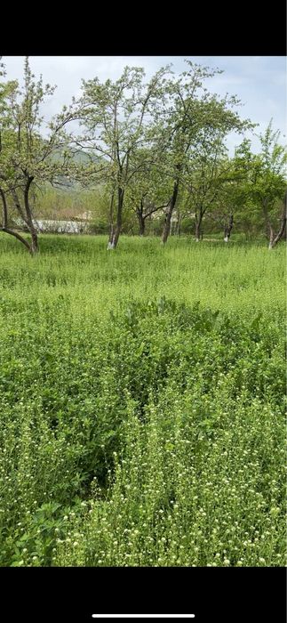 Продаю свою дом участок землю газлкент корамозор, гижал кишлогида