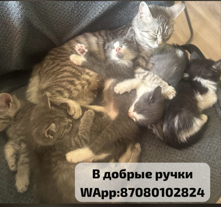 Бесплатно в добрые ручки милых пушистиков