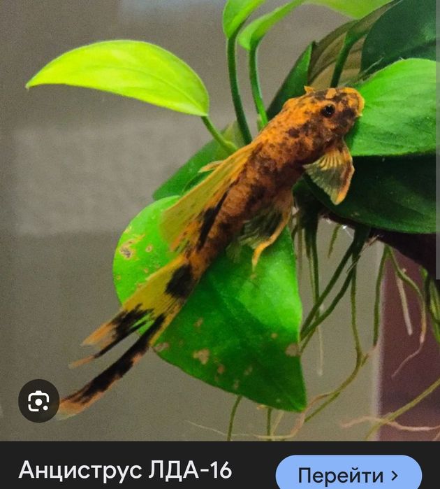 Продаётся Анциструс вуалевый