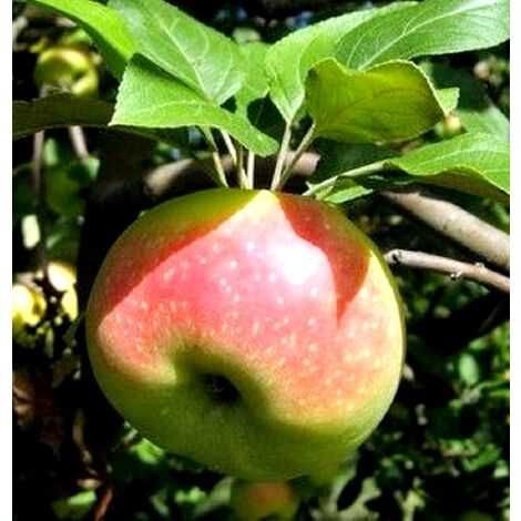 Pomi fructiferi altoiti