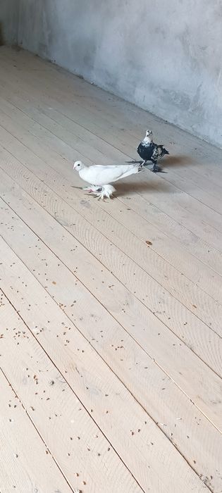 Bir parasisi 150ming PARPOY uchadi