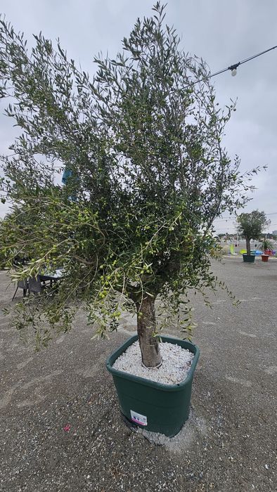 Vindem măslini, leandri si palmieri.