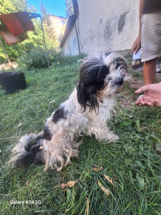 Donez Câine blând