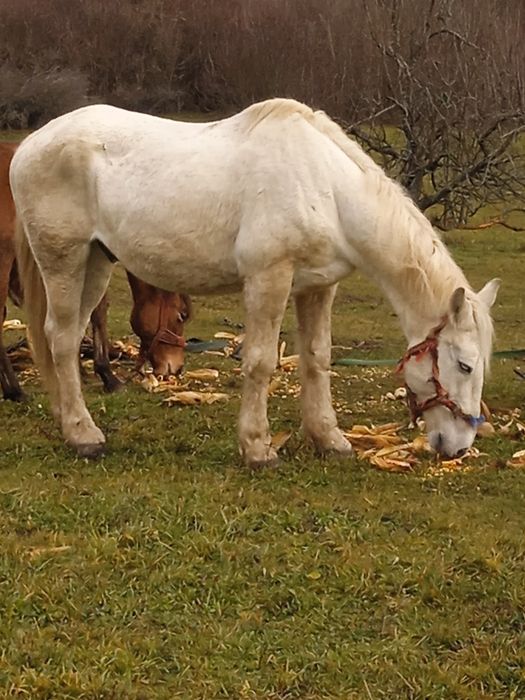 Vând cal de căruță