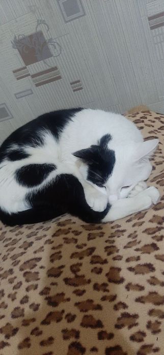 Домашные животные