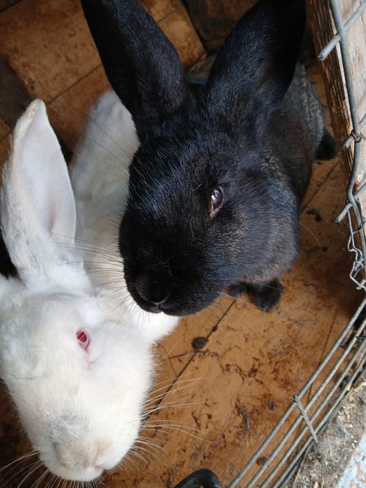 Iepuri rasa german uriaș