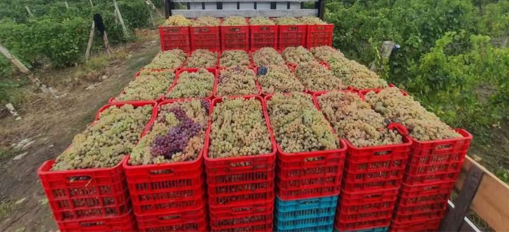 Vand struguri de vin Vaslui