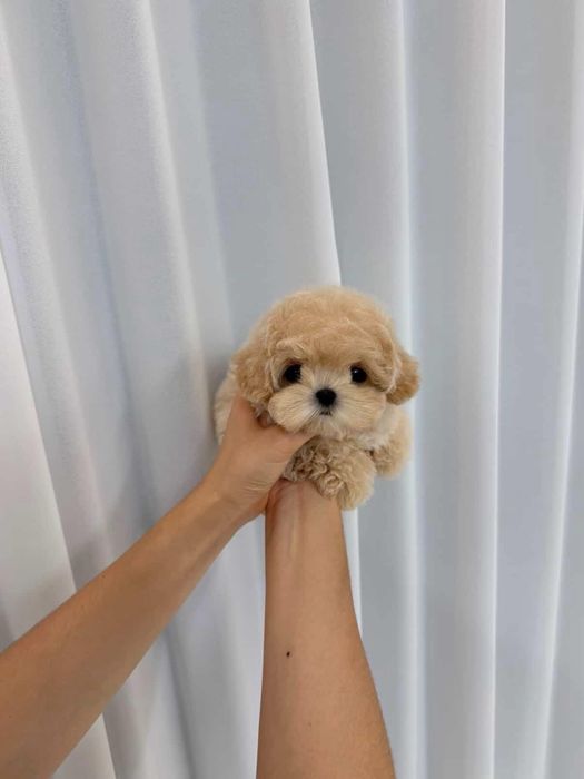 Maltipoo/pudel mini toy- apricot roscat toy